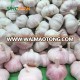 Low price fresh pure white garlic exporter