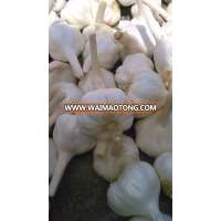 Indian fresh Garlic