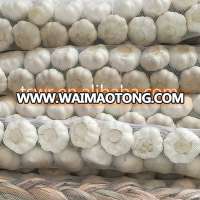 china garlic price fresh white garlic in stock for export