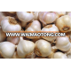 cheap price normal white garlic export to indonesia