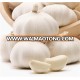 need fresh garlic from ginger and garlic export company