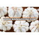 wholesale china import white garlic