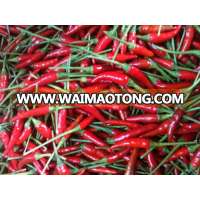 vietnam Fresh Red Chilli with hot price