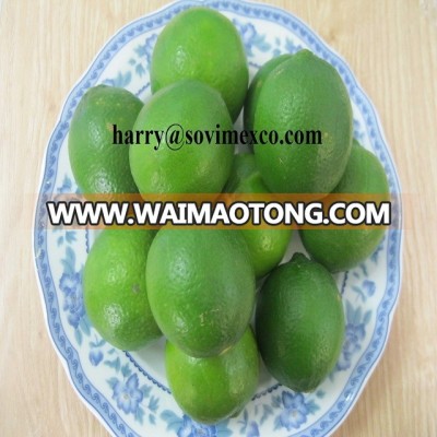 Cheap fresh Lemon very good for sales and export