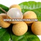 Fresh Longan From Vietnam