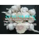 White Garlic