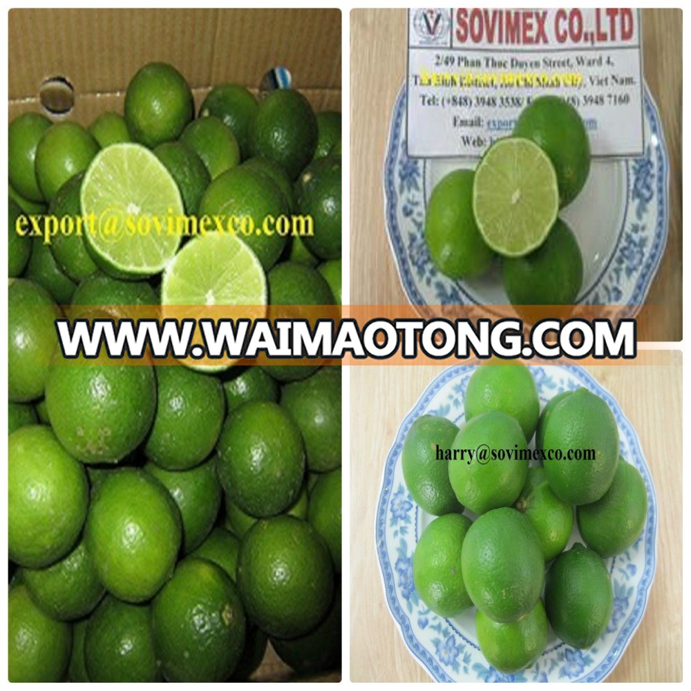 Fresh and green lemon in Vietnam for sales