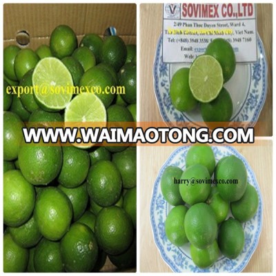 Fresh and green lemon in Vietnam for sales