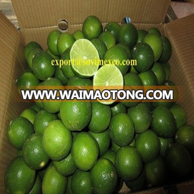 High quality- fresh green lemon from Vietnam