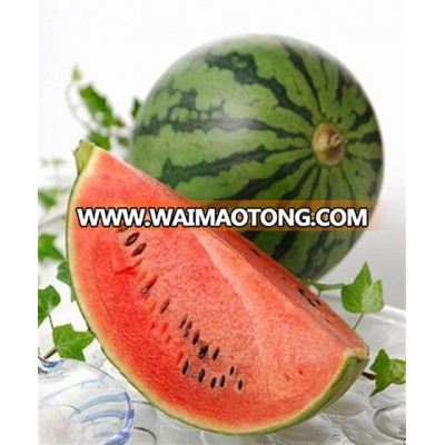 Fresh Watermelon Fruit From Vietnam