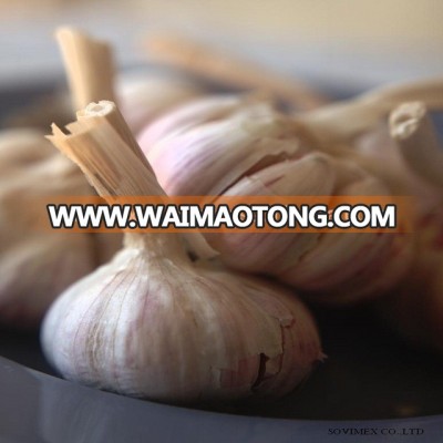 White Garlic-high quality with best price