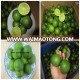 FRESH GREEN LEMON WITH HIGH AND GOOD QUALITY IN VIETNAM