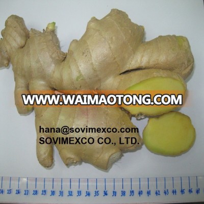 fresh ginger in vietnam